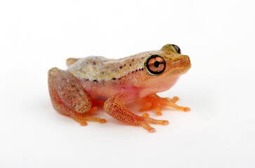 juvenile Blue-back reed frog // junger Madagaskar-Riedfrosch (Heterixalus madagascariensis)