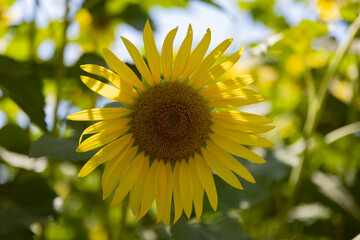 Sunflowers at the farm sunny day close up