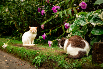 Naklejka na ściany i meble Cats in garden, outdoor animals, feline, cute and relaxed life, Terra Nostra.