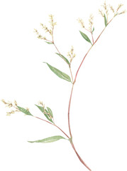 Garden plants and flowers hand-drawn in watercolor. Floral element to create decor, prints in vintage, victorian and boho style.