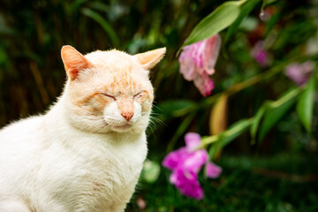 Cats in garden, outdoor animals, feline, cute and relaxed life, Terra Nostra.