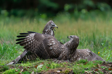 Two fighting juvenile Common Buzzards(Buteo buteo) in the forest of Noord Brabant in the Netherlands. Front view. Wings spread.                                