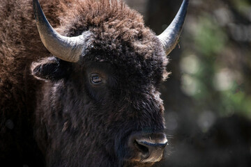 American bison buffalo North Rim Grand Canyon