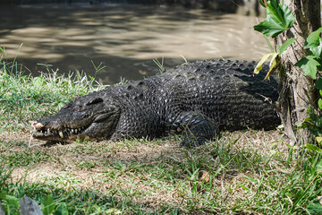 alligator in the everglades