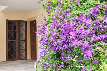 Fototapeta na wymiar Richly blooming clematis flower flower at the house (Leather flower)