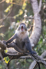 Screaming blue monkey