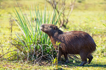 Capivara