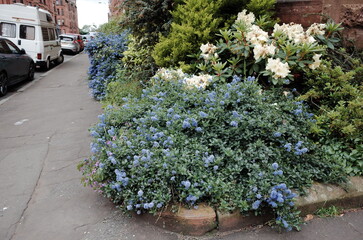 california lilac bush