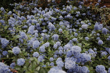 california lilac bush