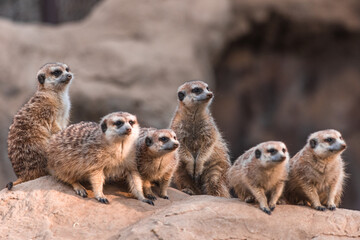 Meerkat family standing together keeping watch with baby - obrazy, fototapety, plakaty