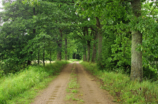 Path between oaks