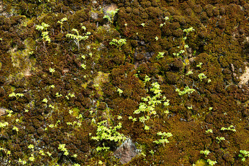 Fabulous natural background