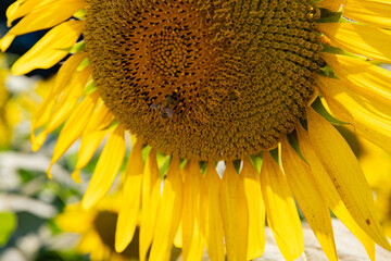 Naklejka premium Sunflowers and bee at the farm sunny day close up