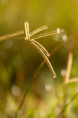 Detail of drops of rain in the grass