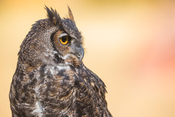 Owl sitting on a branch