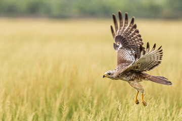 A White Eye Buzzard taking off