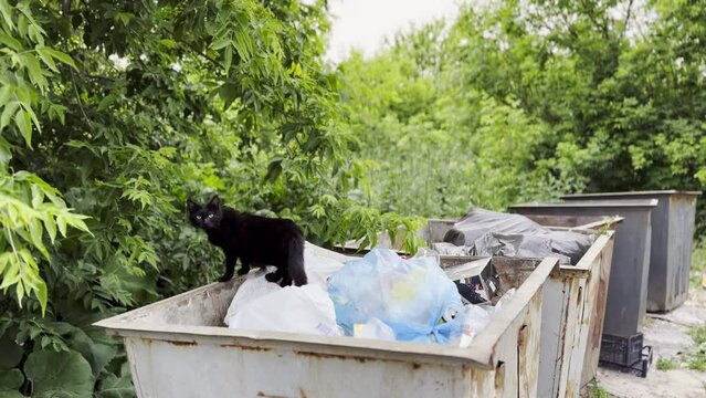 Black homeless cat standing in a dumpster at countryside. Stray kitten looking into camera from trash bin. Problem of protecting animals concept.
