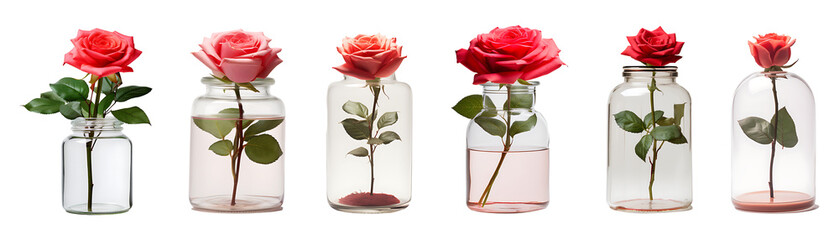 Rose in a glass jar set on transparent background. Rose flower glass jar png bundle