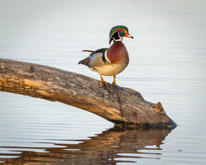 Wood Duck on Log in Pond