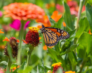 Monarch on Zinnia in Illinois