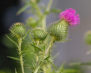 Thistle Blooming