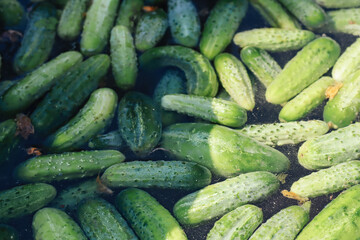 cucumbers in the market