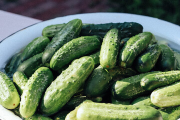 green cucumbers in a bowl. summer vegetables.