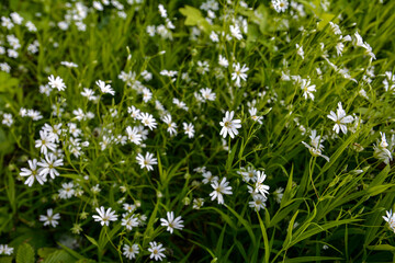 White flowers of Stellaria holostea (Rabelera holostea).