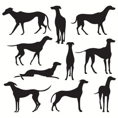 Whippet silhouettes and icons. black flat color simple elegant Whippet animal vector and illustration.