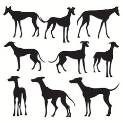 Whippet silhouettes and icons. black flat color simple elegant Whippet animal vector and illustration.