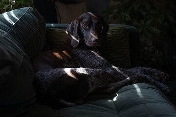 German Shorthaired Pointer on couch