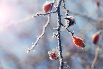 Rosehip berries covered with frost on a bush in winter in sunny weather