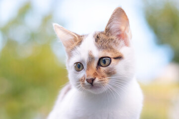 Cute white spotted cat in the garden on a blurred background