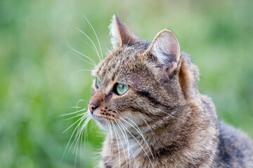 Close-up portrait of a striped cat in a garden with grass on the background