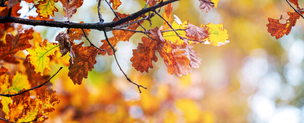 An oak branch with dry leaves in a forest on a sunny day