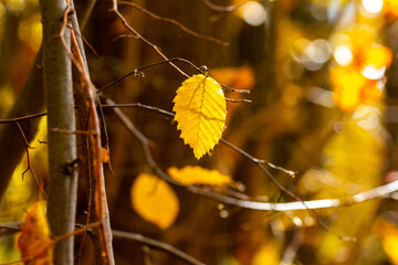 Tree branch with yellow autumn leaves in the forest on a blurred background