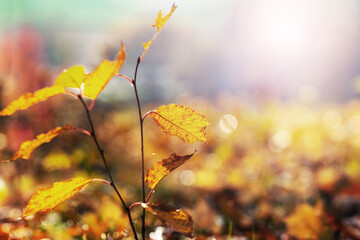 Yellow autumn leaves in the forest on a tree branch on a blurred background on a sunny day. Autumn forest