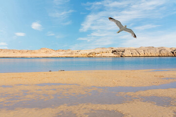 Lake in Ras Mohammed National Park with flying seagull, Sinai, Egypt.
