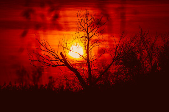 A leafless tree silhouette against a perfect sunset. Silhouette of a tree with sunset