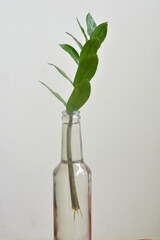 Propagated ZZ plant with sprouting roots in water in a glass bottle. Zamioculcas zamiifolia plant propagation.