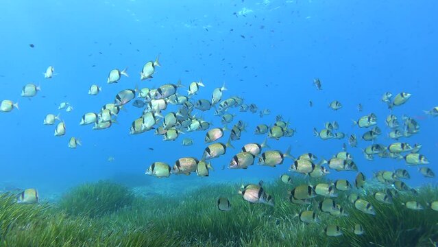 Majorca underwater - A lot of two banded bream fish in clean sea water