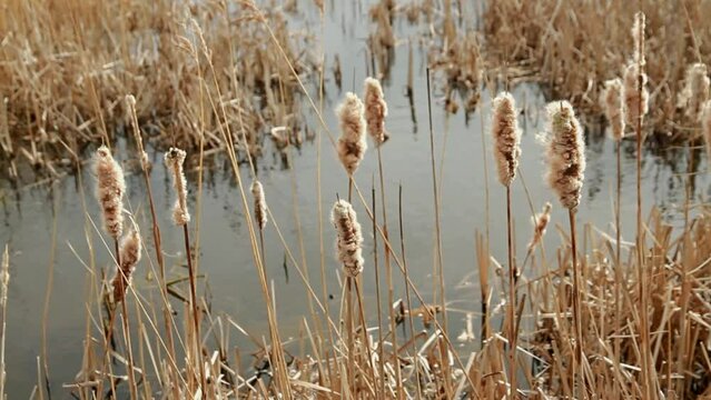 Video, Marshland with Typha latifolia, better known as broadleaf cattail or Bulrush, landscape.