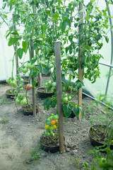Ripe tomato plant growing in greenhouse. Fresh bunch of red natural tomatoes on a branch in organic vegetable garden. Blurry background and copy space for your advertising text message. High quality