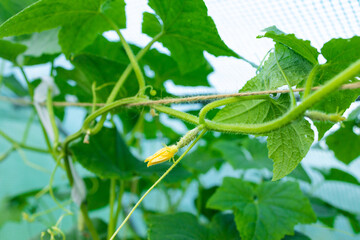 Cucumber seedlings grown in a greenhouse blooming with young cucumbers. High quality photo. High quality photo
