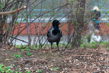 Small black and grey raven walking by the path next to bushes in park