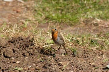 European Robin with a red ant in its beak