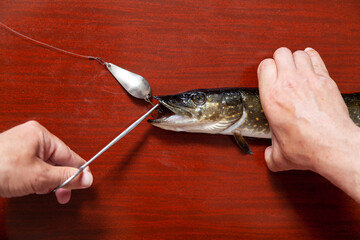 Hands take out bait from mouth of pike close up..
