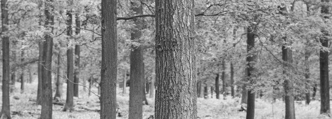 Panorama of trees in a forest during autumn in the Netherlands. Black and white photo.
