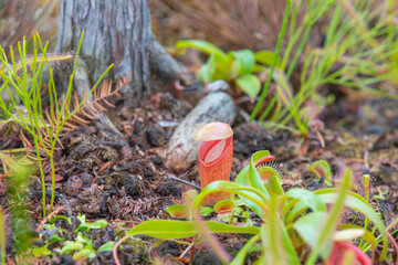 Tropical pitcher plant 'Nepenthes x ventricosa hybrid' on the ground.