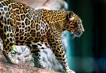 leopard in the tree